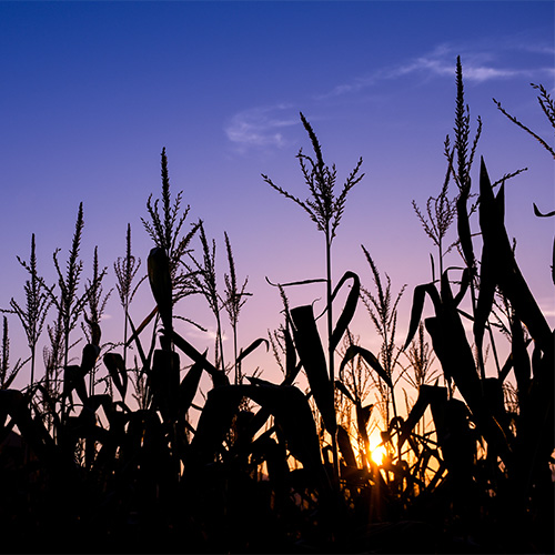 Explore the Walter's Corn Maze by flashlight this fall!