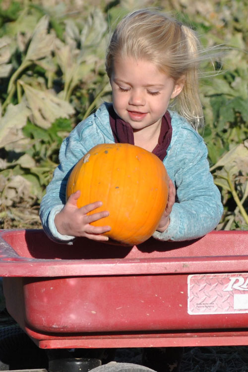 Visit The Walters' Farm Pumpkin Patch and Corn Maze near Wichita, Kansas to pick-your-own pumpkin from our pumpkin patch!