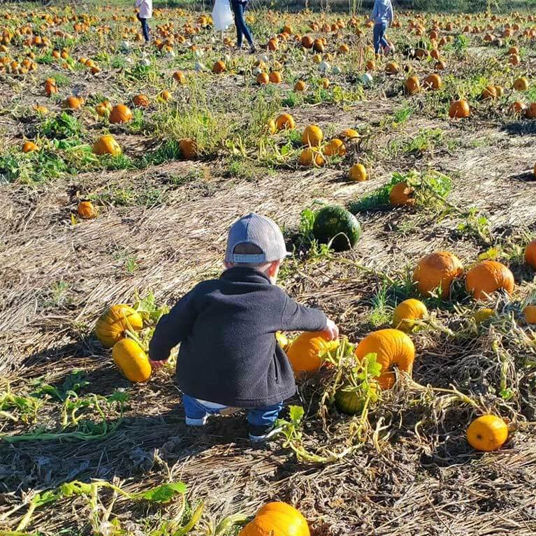 767x767-BoySquattedInPumpkinPatch