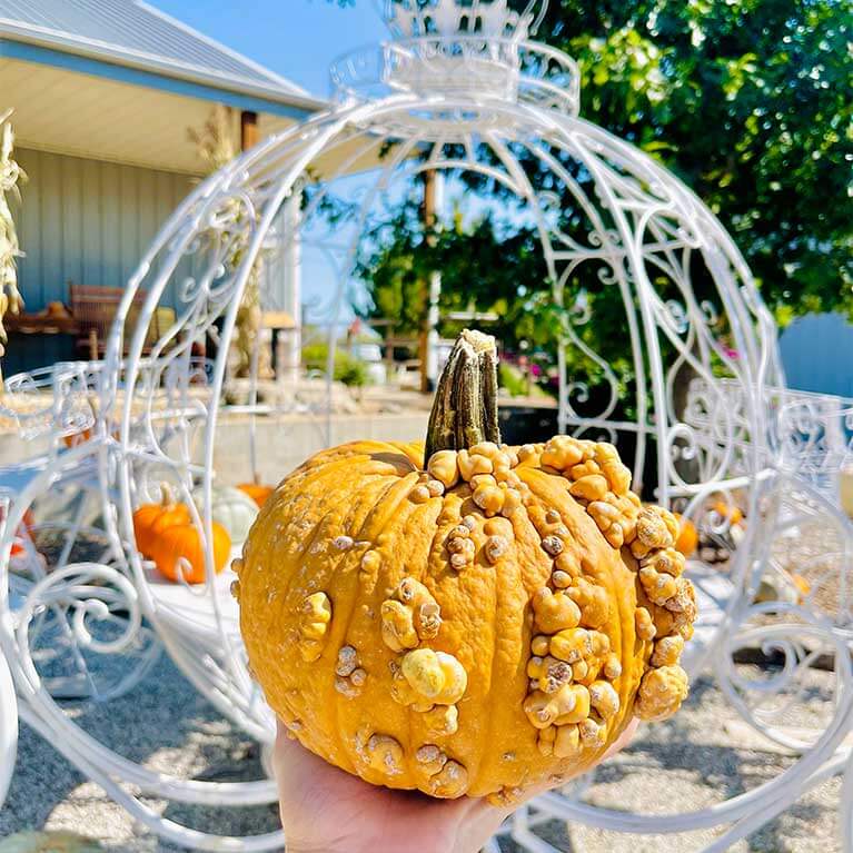 767x767-CinderellaPumpkins