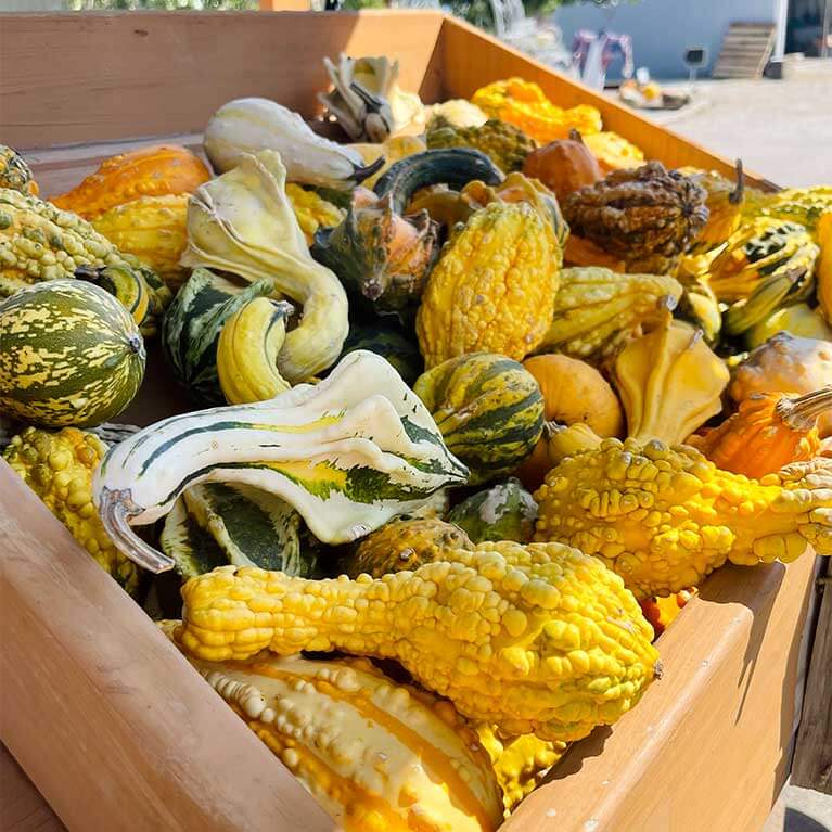 767x767-GooseNeckGourds
