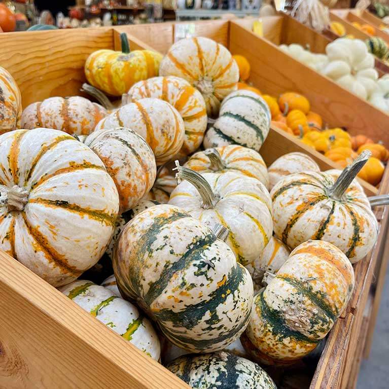 767x767-LargeMiniPumpkins