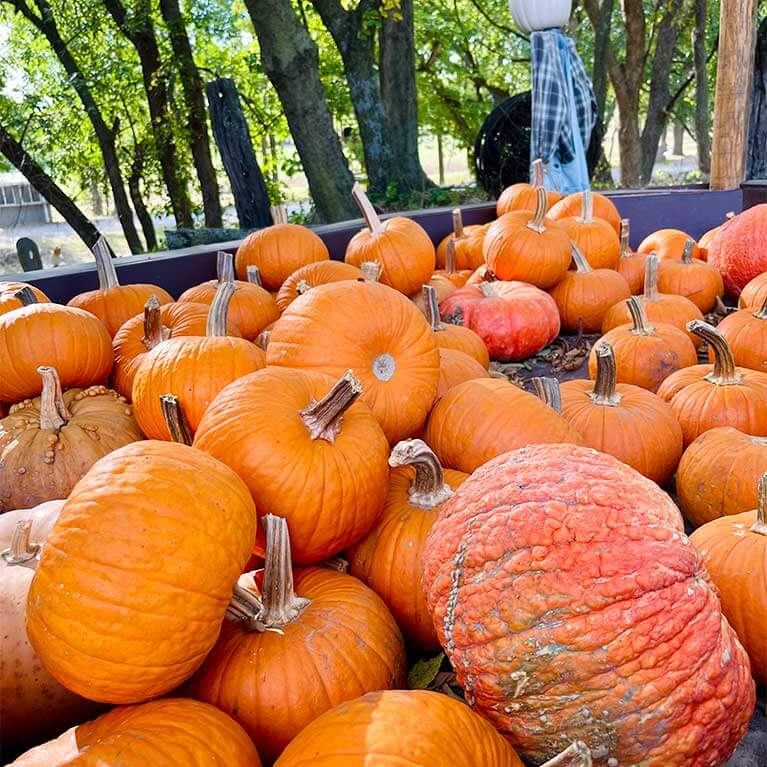 767x767-PumpkinBin
