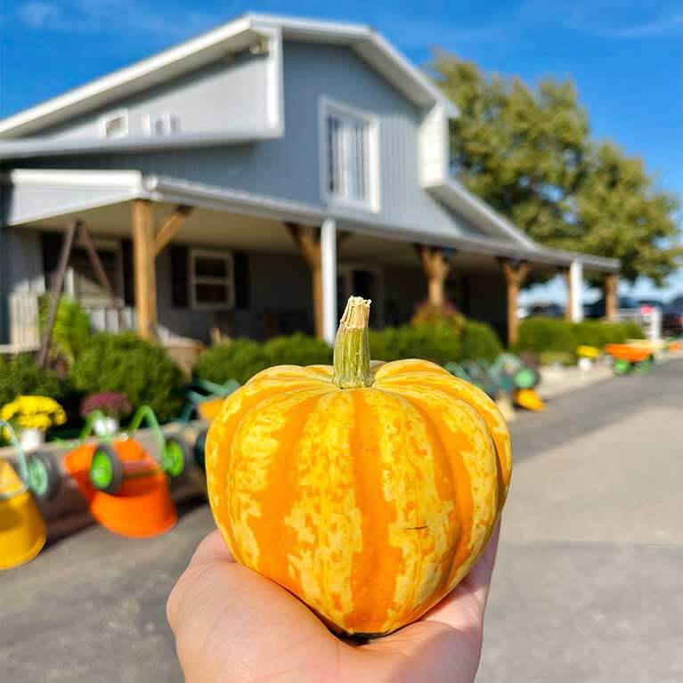 767x767-StripedMiniPumpkin